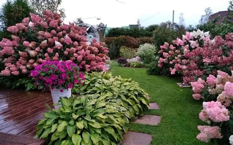 庭院盆栽|100种·常用庭院花卉植物（全）